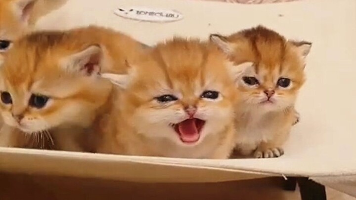 One playful little kitten, one straight-man little kitten~