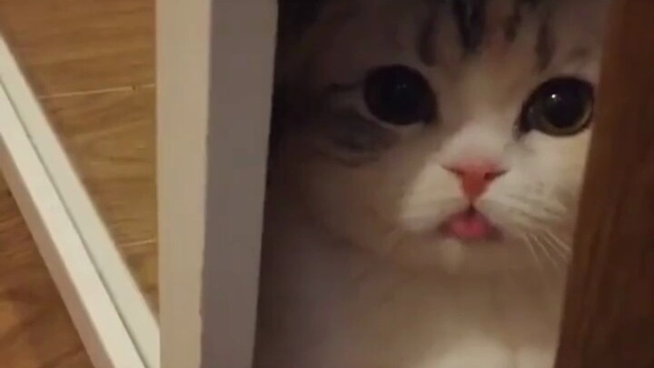 Ini baru yang namanya kafe kucing sejati!