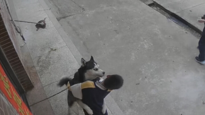 Kasus pertama di seluruh internet tentang anjing menggigit orang, semua pihak malah berpihak pada an