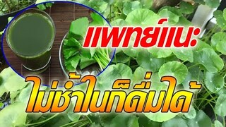 แพทย์แนะ "ใบบัวบก" ไม่ชํ้าในก็ดื่มได้ กินดีและมีประโยชน์ต่อสุขภาพ