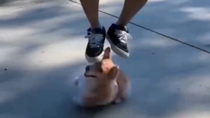 TIKTOK Funny: Bad dog, just die for me