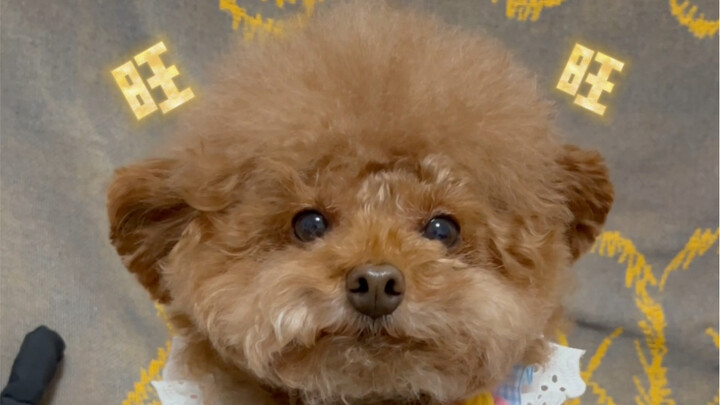 Duoduo wishes everyone abundant wealth, blessings, and good health!
