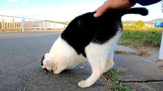 [Animals]When a cat like a cow comes over