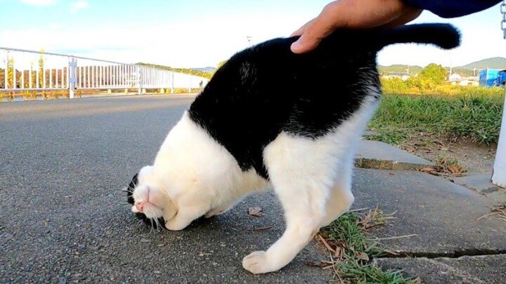 [Animals]When a cat like a cow comes over