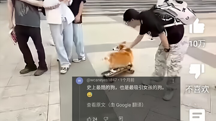 外网热议中国滑板狗在大学被女粉丝包围，600万人浏览，网友：我也要学滑板