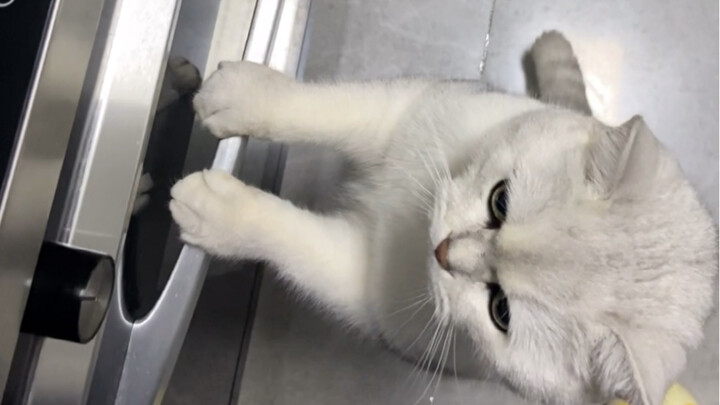 เจ้าเหมียวน้อยคิดอะไรไม่ดีหรอก แค่อยากกินอาหารมื้อดึกที่แม่ทำเท่านั้นเอง!