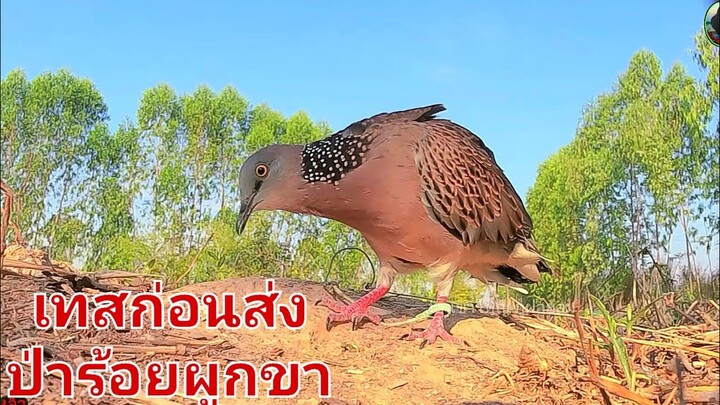 เทสนกหัดก่อนย้ายค่ายป่าร้อยผูกขา【เจ้าหลิ่ว】#Bẩy Chim Cu Gáy#burk terkukur pikat