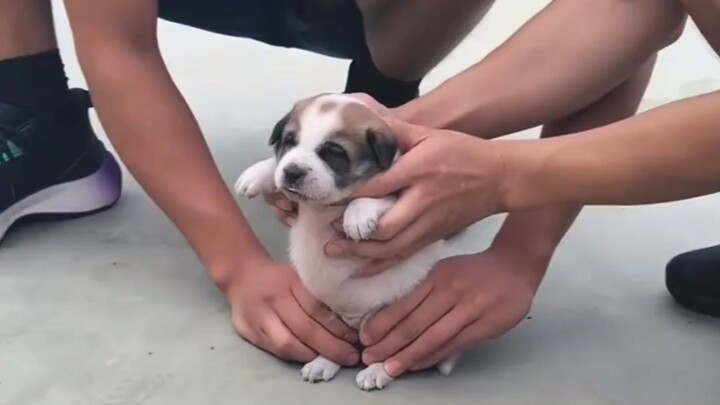 เดิมทีก็ชอบน้องหมาอยู่นะ...