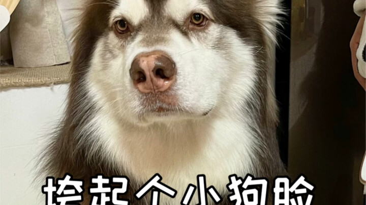 The Real Life of Big Dogs