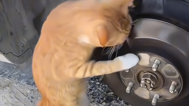 猫：“岂不闻窗外事”
