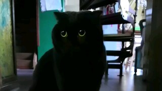 هل صحيح أن مؤخرة القطط لا يُسمح بلمسها؟ من قال ذلك؟