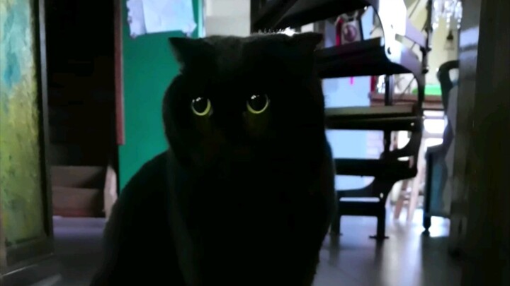 Apakah pantat kucing tidak boleh disentuh? Siapa yang bilang begitu?