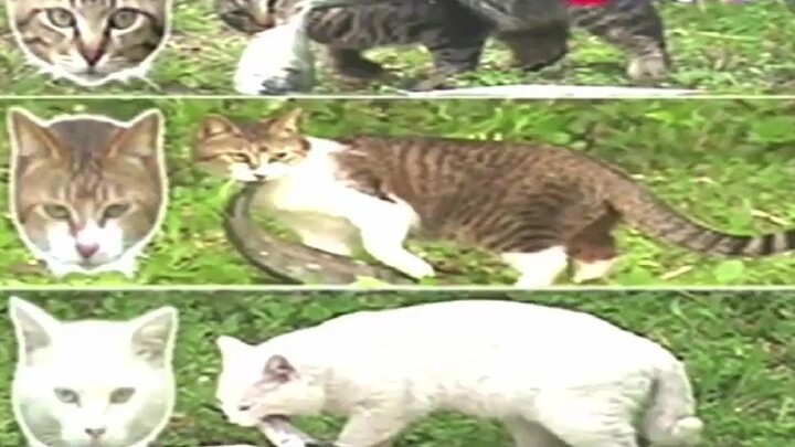 Japanese brain-opening survey: "How heavy a fish can a wild cat lift?" The way they walk with heavy 