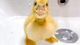 Baby Duckling Bathing for the First Time