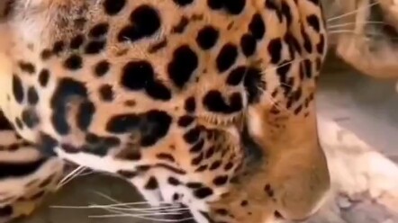 Kalau terus-menerus bikin video tiap hari, si Macan Pasti Akan Terkenal!