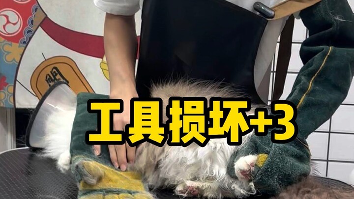 Mèo Ragdoll chưa từng có trong lịch sử