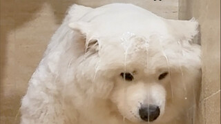 When I tried the evil dog washing method...