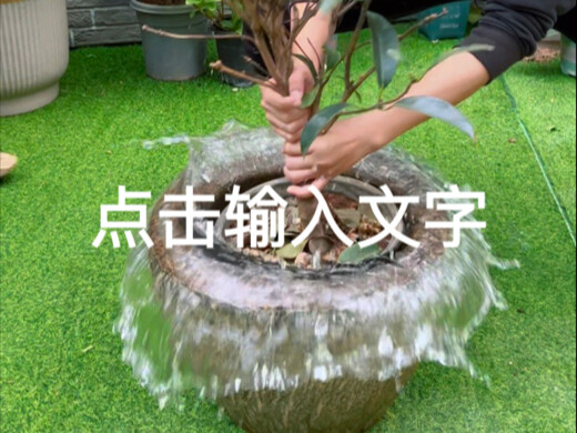 Camellias dropping leaves and flower buds? Try this simple trick!