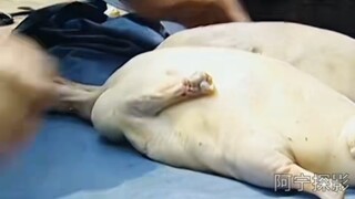 烤鸭师傅仗着有手艺，天天偷鸭子，被掌柜发现一招制服！