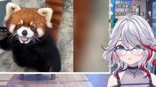 Cô gái tự nhiên Nhật Bản xem "Gấu trúc đỏ dễ thương quá, tỷ lệ khỏi bệnh là 100%"