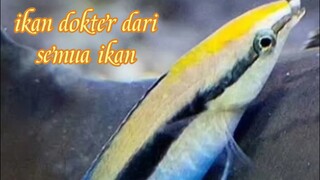 dokternya para ikan yang ada di lautan/ikan dokter