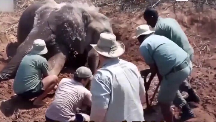 Bị mắc kẹt trong bùn suốt hai ngày, một con voi mẹ đã tuyệt vọng đào bới để cứu con mình, nhưng rồi 