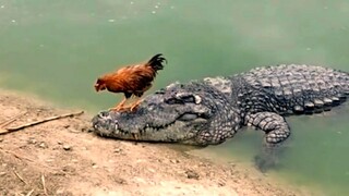 Rooster Shows The Crocodile Who's The Boss  & Bullied Him.