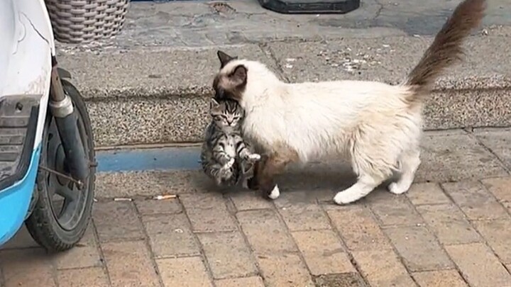 Siapa yang bisa menolak kucing kecil yang lucu dan polos?