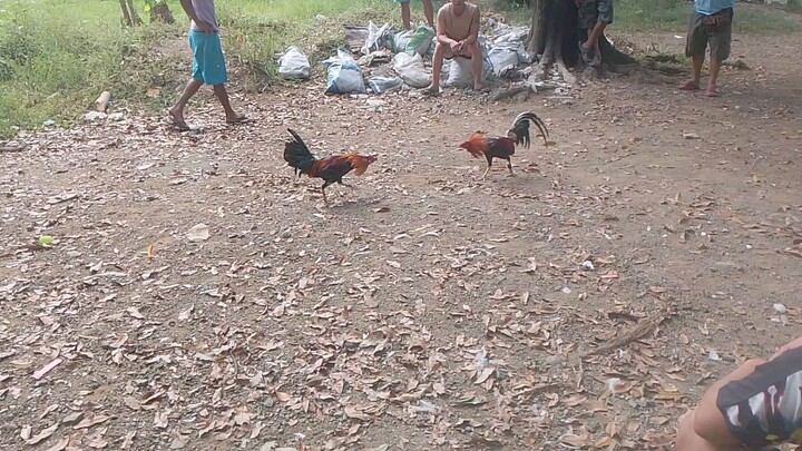 3x winner manok ni bayaw