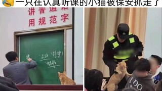小猫:我在这听课你凭什么赶我走～网络上那些爆笑沙雕的网络图！第52期！