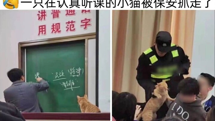 小猫:我在这听课你凭什么赶我走～网络上那些爆笑沙雕的网络图！第52期！