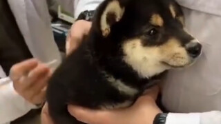 ردود فعل شيه تزو في الأعمار المختلفة تجاه الحقن