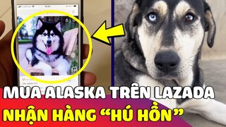 Thanh niên 'MUA CHÓ ALASKA' trên Lazada và 'CÁI KẾT' khi nhận hàng 😅 Gâu Đần