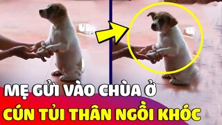 Bé cún 'KHÓC NỨC NỞ' khi được mẹ mang 'LÊN CHÙA' gieo duyên phật pháp 😅 Gâu Đần