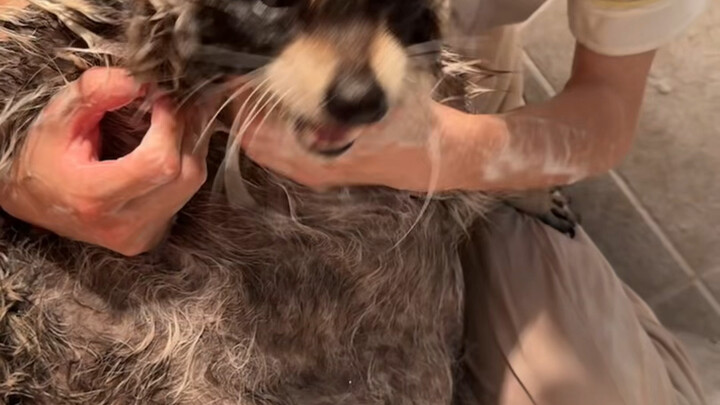 Mandi rakun kecil yang imersif, suara asli nikmati sepenuhnya～#rakun #kehidupansehari-hari pasangan