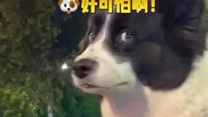社恐猫社恐狗可爱瞬间