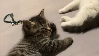 แมวน้อยลายจิ้งจอก: ทำเป็นอะไร ไม่ได้อยากเล่นกับนายสักหน่อย!