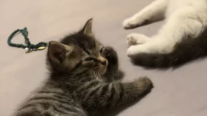 小狸花猫：装什么，也没有很想和你玩！