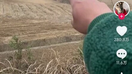 بسبب جملة واحدة، انكسرت مشاعر مئة ألف متابع تمامًا: “الكلاب بتحب تسمع أغاني الكلاب”.. الكلاب هم أوفى