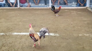 FIGHT 11 WIN nakabihag nang binabae, nilaban ulit nasa FIGHT 14 and 16 laban panoorin nyo!!!