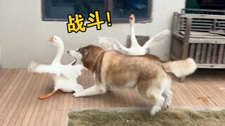 ห่าน: ใช่แล้วล่ะ หมาอวดอำนาจเพราะมีคนหนุนหลัง!