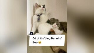 Beo cũng thích chơi lắm mà toàn nhường em thui 🥺 trending meo catsoftiktok