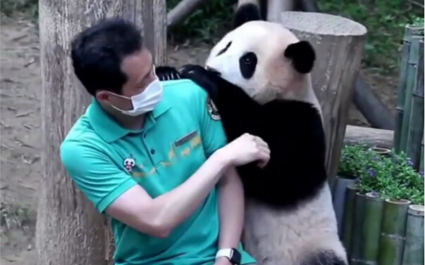 210719 Thì ra gấu trúc con cũng rất bám người, gấu trúc lớn Phúc Bảo – chiếc áo bông nhỏ giữa mùa hè