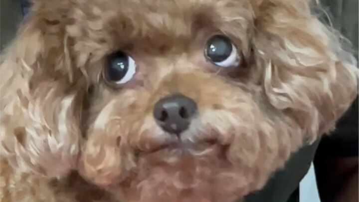 Are you raising a puppy or a gluttonous cat?