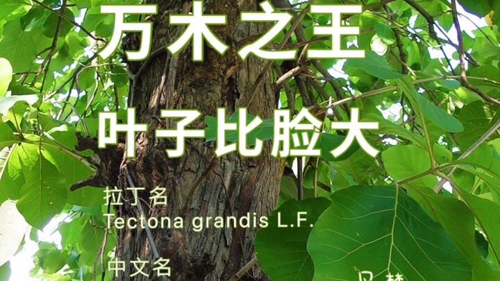 Raja Segala Pohon — Kayu Jati.