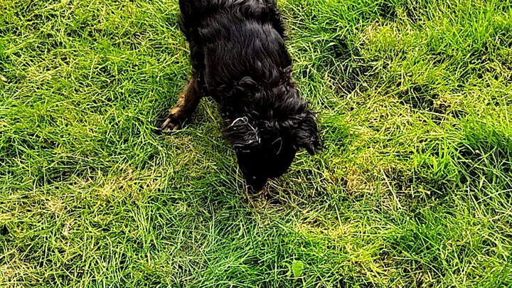 My little Danish dog