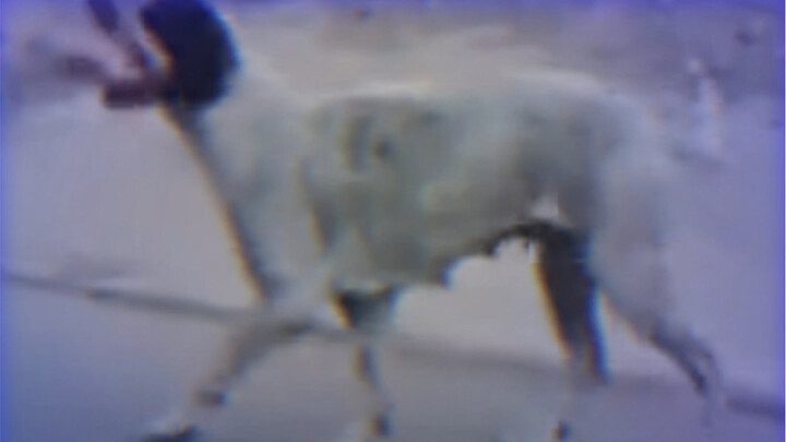 第一次这么想网暴这个狗东西