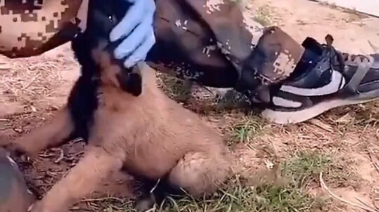 กิจวัตรการฝึกของเจ้าตูบตำรวจ ทั้งดุร้ายและน่ารัก