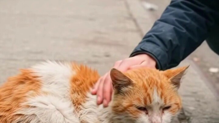 Cat Rescue Video #catrescue