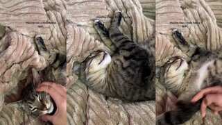 这只猫让我在绝望中走了一圈